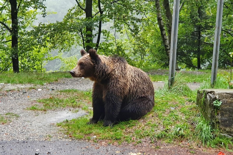 Bucharest: Bear Sanctuary, Bran Castle, and Brasov Day Trip