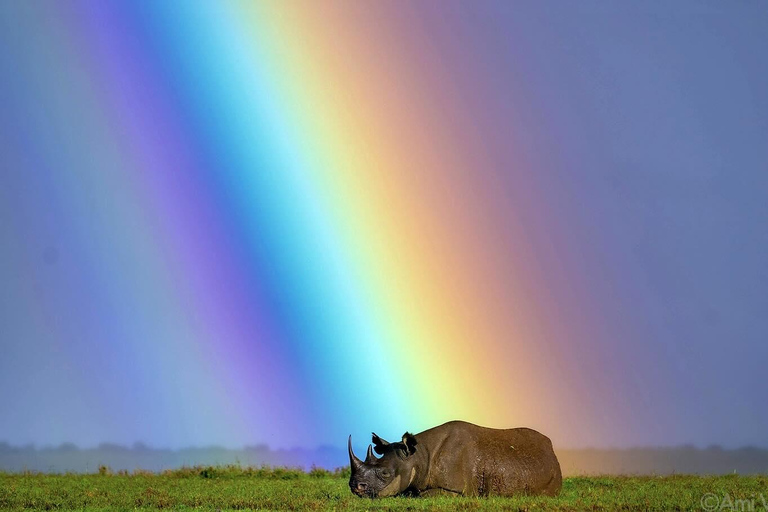 From Nairobi: Ol Pejeta Conservancy Day Trip