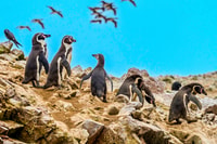From Paracas, Ballestas Islands Guided Boat Tour - Housity