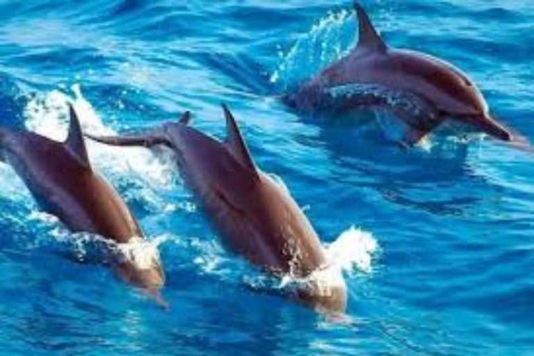 Zanzibar: Mnemba Dolphin Swim, Turtle Aquarium & Beach Trip TOUR WITHOUT HOTEL TRANSFER(PICK UP AND DROP OFF)
