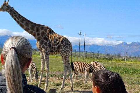 Città del Capo: degustazione di vini, casa delle giraffe e incontro con il ghepardo