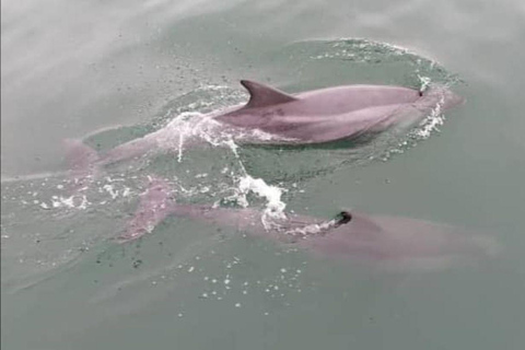Walvis Bay Marine Cruise & Coastal Discovery