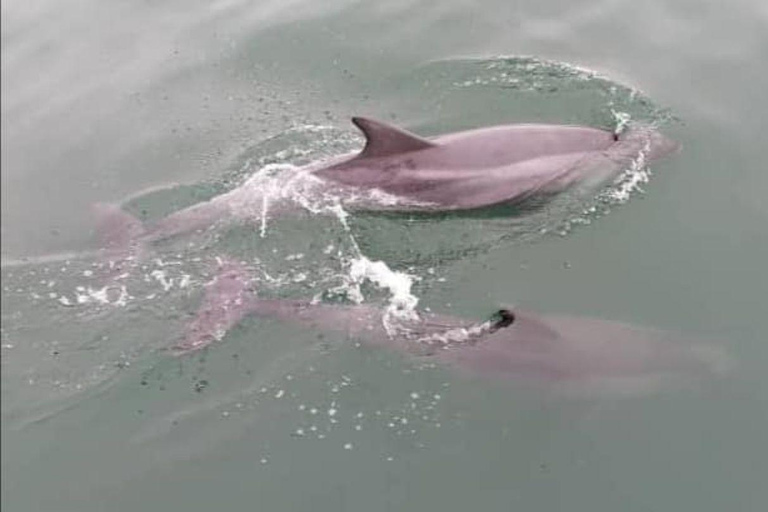 Walvis Bay Marine Cruise & Coastal Discovery