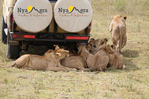 4-Day Tanzania Safari for Senior Travelers