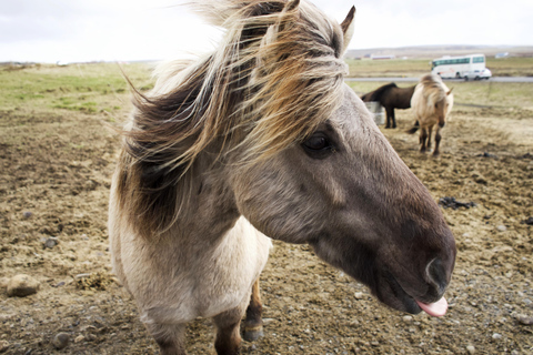 Reykjavik Combo: Horse Riding & Snorkeling in Silfra Fissure