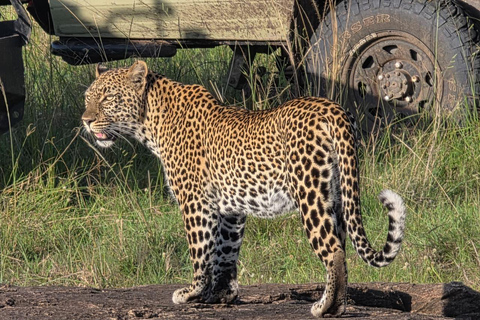 3-Day Masai Mara with Spanish, Italian or French Guide