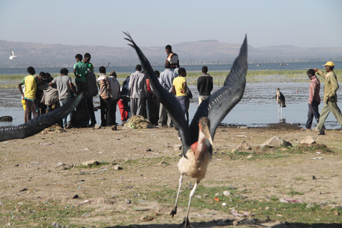 Addis Ababa: 8-Day Bale Mountains Birdwatching Tour