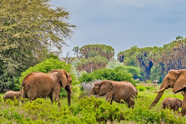 2 Tage nach Tsavo Ost von Mombasa aus