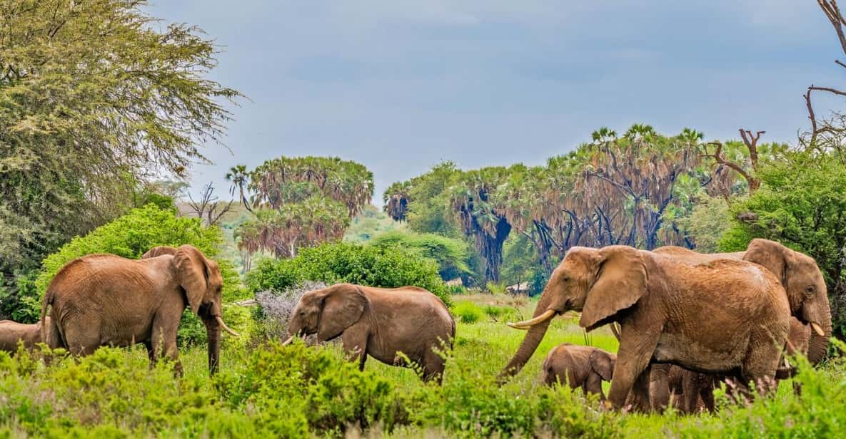 Safari de 3 jours dans la réserve de Samburu GetYourGuide