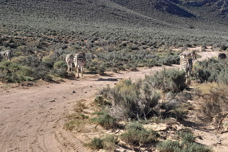 Ciudad del Cabo: safari Aquila de los cinco grandes con transporte y almuerzo