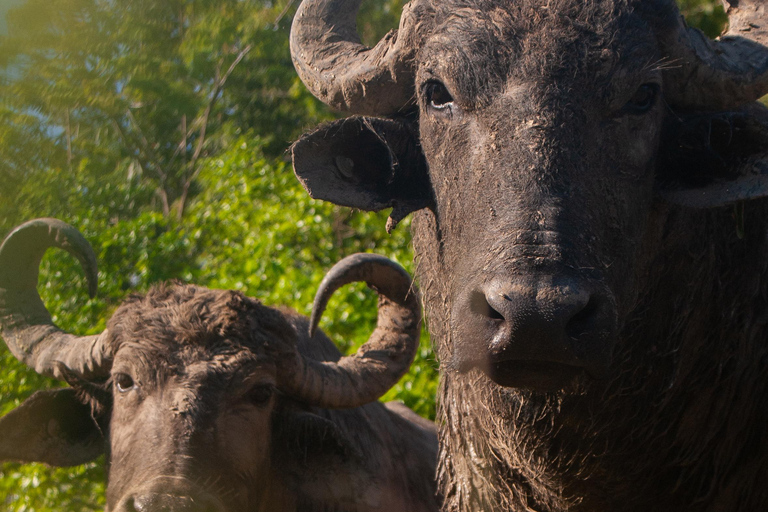 Palenque: waterfalls, buffalo, & birdwatching, a soulful immersion