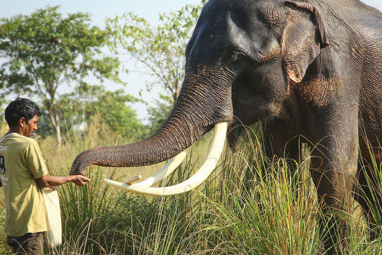 From Delhi: Taj Mahal Sunrise with Elephant Conservation