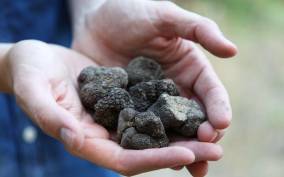 Truffle Hunting in Provence