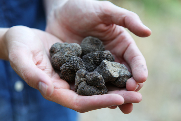 Caça às trufas na Provença