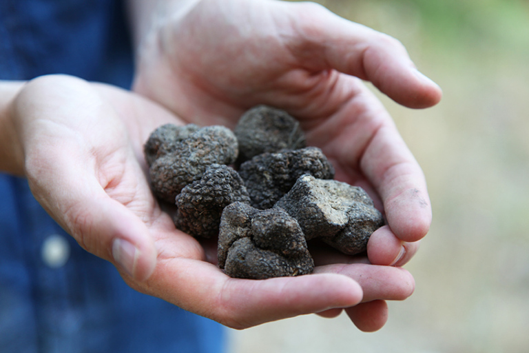 Caccia al tartufo in Provenza