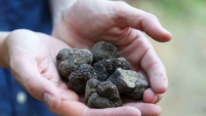 truffle chasse en provence