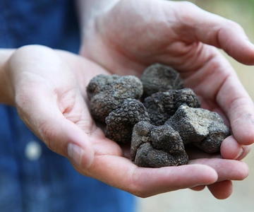 Truffle Hunting in Provence