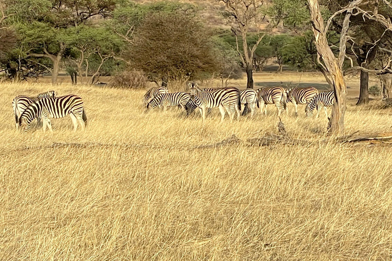 Namibia im November: 8-tägige geführte Tour mit Flügen und Mahlzeiten