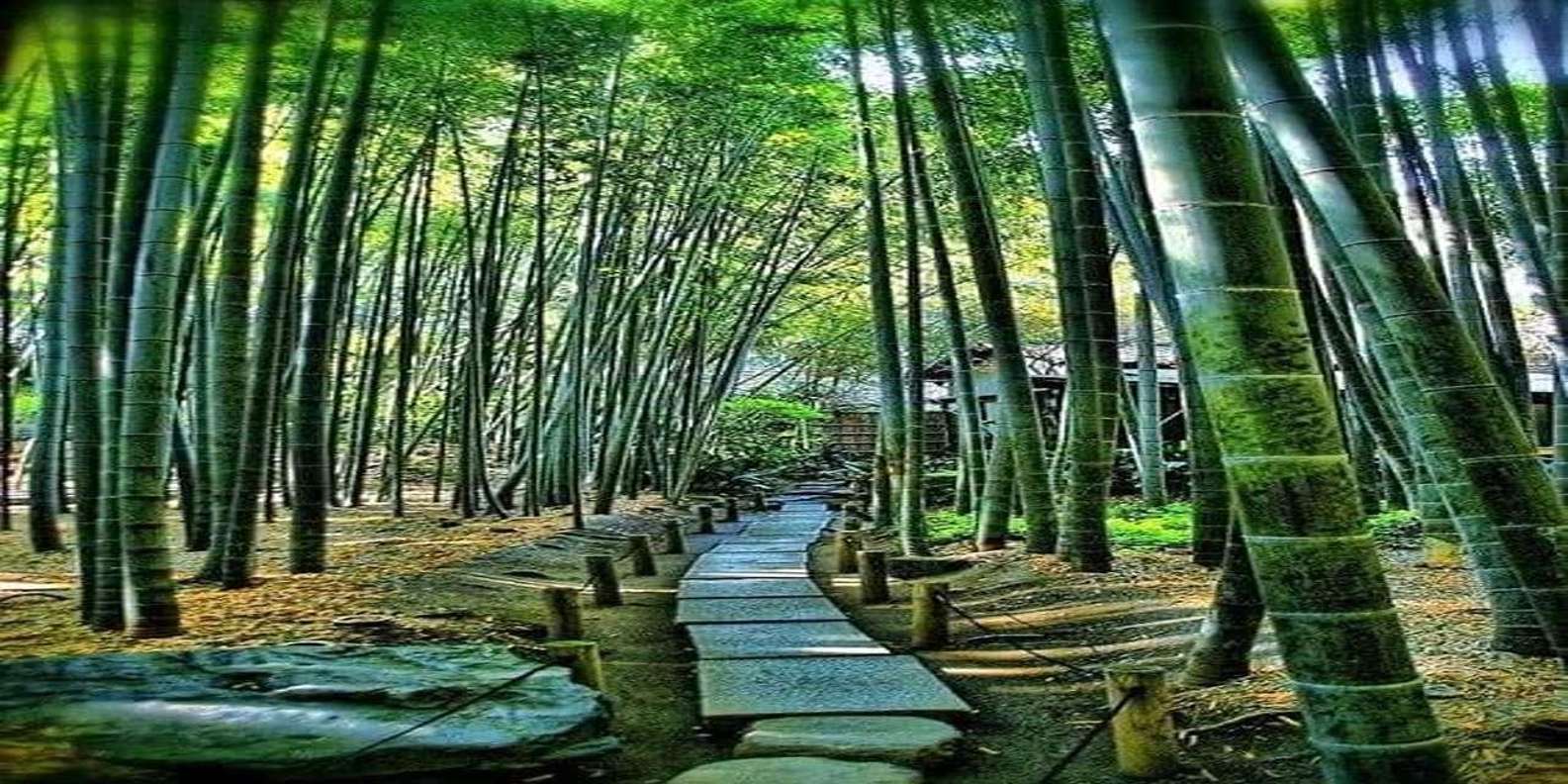 Kyoto:Private Guided Tour on Luxury Vehicle with photography