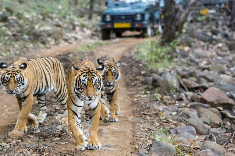 From Delhi: 4-Day Golden Triangle & Ranthambore Tiger Safari Tour with 5-Star Hotels