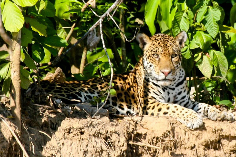 Parque Nacional del Manu 4 Días