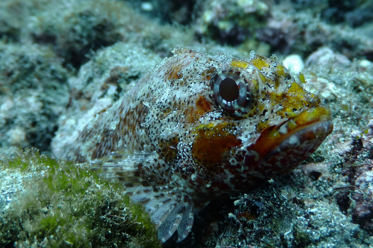 La Palma: Programa SSI Try ScubaOpção padrão