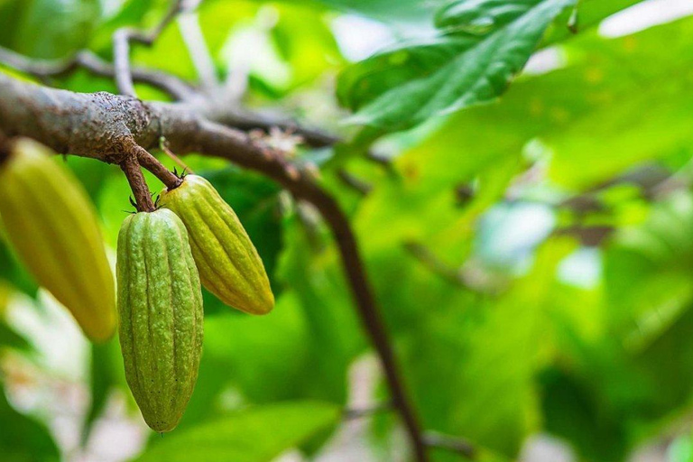 Journée complète - Forêt de Jozani, fermes d'épices et visite de Stone Town