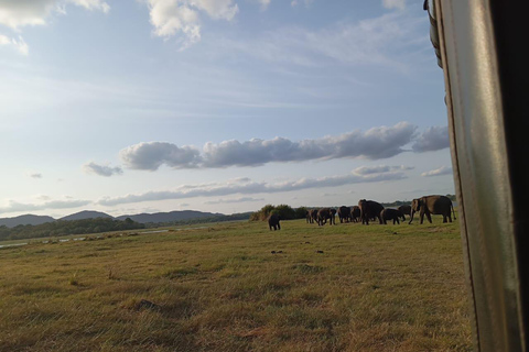 Safári no Parque Nacional Minneriya com tudo incluído e escolha de hotel