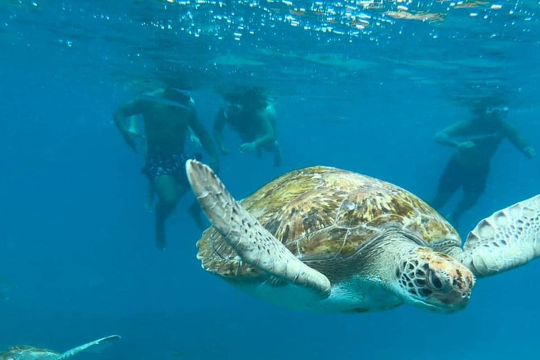 Mindelo: Experiência com tartarugas marinhas