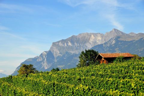 Graubünden and Heidiland: Half-Day Wine Tour