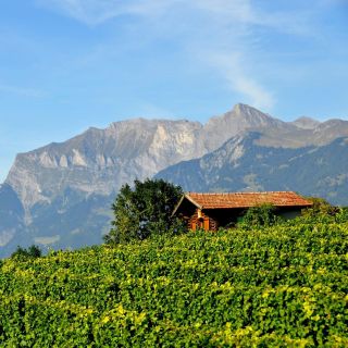 Graubünden and Heidiland: Half-Day Vintage Wine Tour