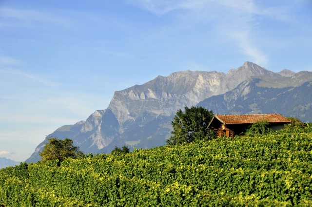 Visit Graubünden and Heidiland Half-Day Wine Tour in Maienfeld, Switzerland