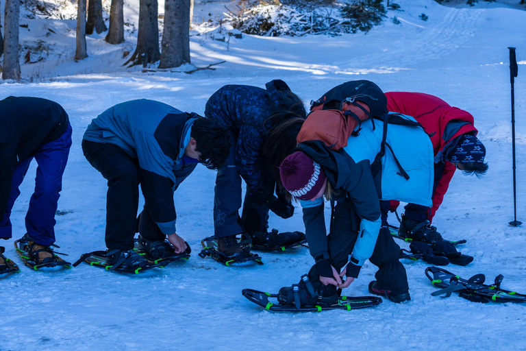 From Ljubljana/Bled: Beginner Snowshoe in Julian Alps From Bled - pickup at your accommodation