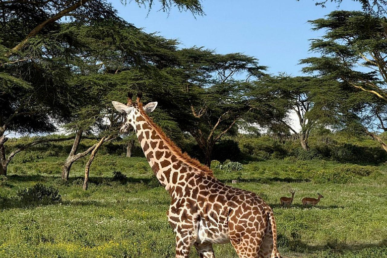 Nairobi: 3-Day epic trip to Maasai Mara Reserve with meals 3 days, 2 nights private safari to Mara in a tourist VAN
