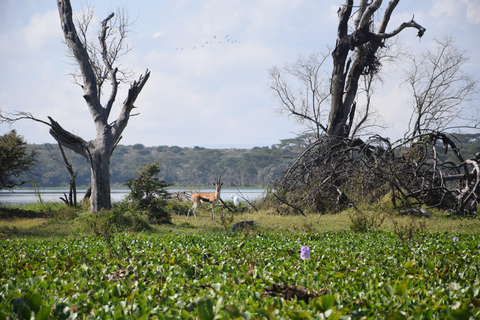 1-Day Crescent Island Walking Safari and Hell's Gate Biking Crescent Island Walking Safari (from Nairobi)