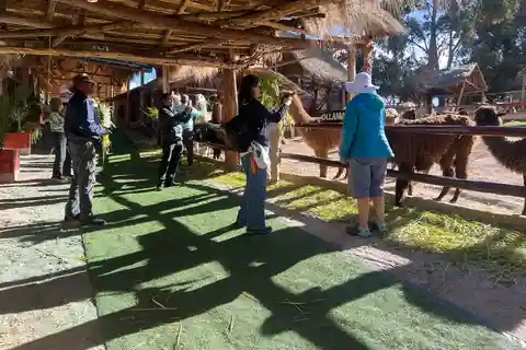 Tour de la ciudad Cusco & Tour de Camélidos & Pachamanca