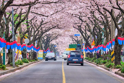 Jeju: Cherry Blossom Tour with Hotel Pickup Jeju cherry Blossom Season Tour : Small Group [Hotel P-up]