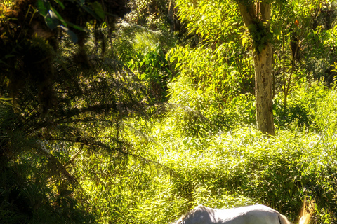Dragør: Kongelundsskoven Forest Horseback Riding Tour