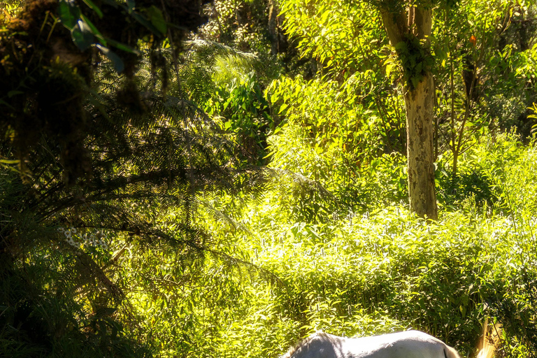 Dragør: Kongelundsskoven Forest Horseback Riding Tour