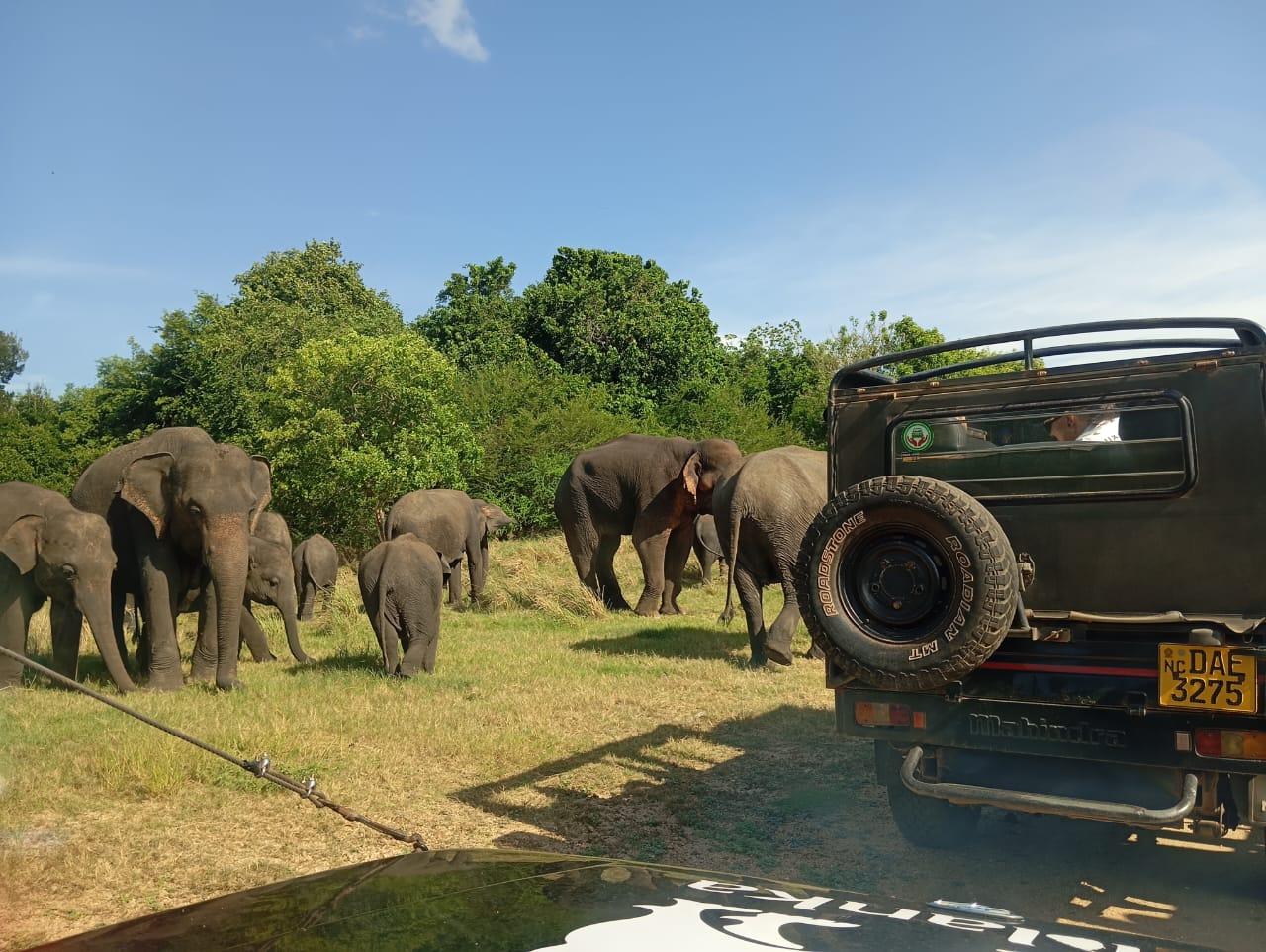 Minneriya: Elefantensafari im Minneriya-Park – Abholung vom Hotel