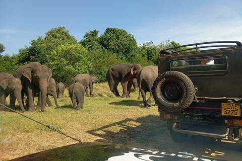 Vanuit Habarana: Minneriya Nationaal Park 4x4 Jeepsafari