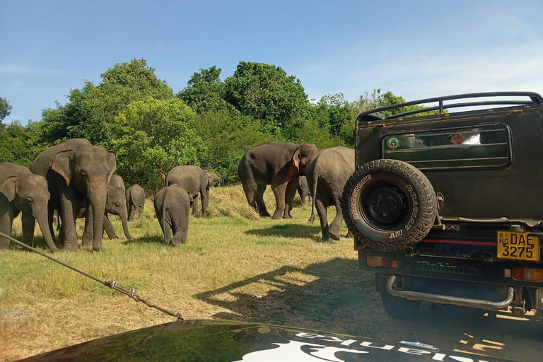 Minneriya: Morning Jeep Safari with Hotel Pickup and Drop-of