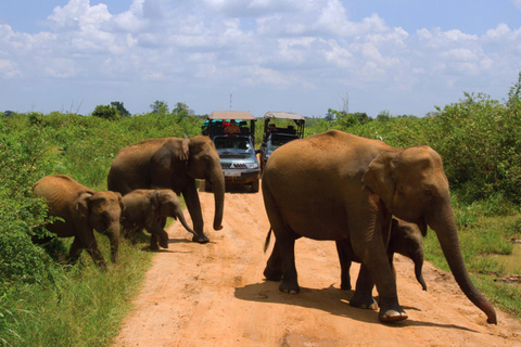 Från Udawalawe :-Nationalparkens spännande heldagssafari