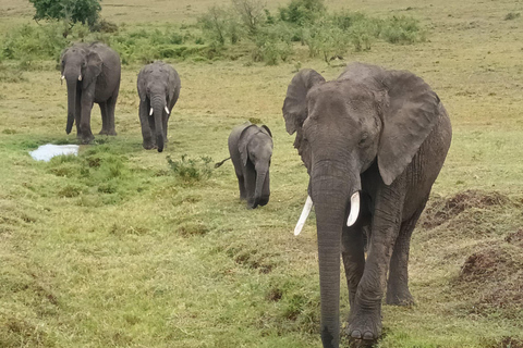 10-Day Kenya and Tanzania Safari Tour