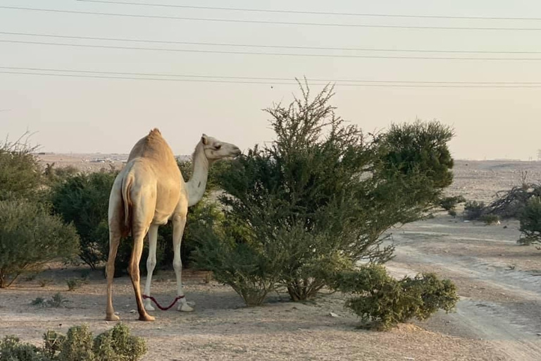 Safari na pustyni w Doha: walenie w wydmy, przejażdżka na wielbłądzie, morze śródlądoweSafari na pustyni w Doha: walenie w wydmy/przejażdżka na wielbłądzie/wizyta w morzu śródlądowym