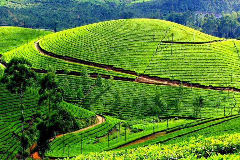 From Bangalore: Majestic Ooty Hill Station Tour 2N/3D