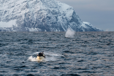 Von Tromsø aus: Walbeobachtungs-Safari auf dem Hochgeschwindigkeits-Katamaran