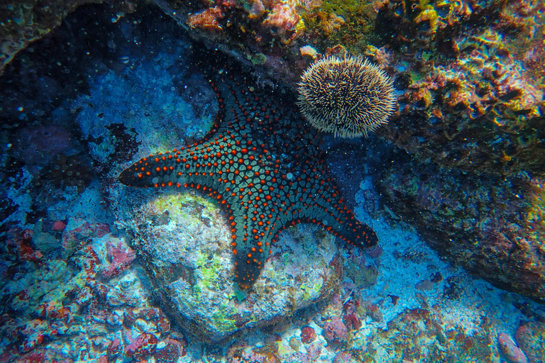 Mirissa: Unforgettable Scuba Diving Experience with Coral Fun Scuba Diving for Experienced Divers (One Tank)