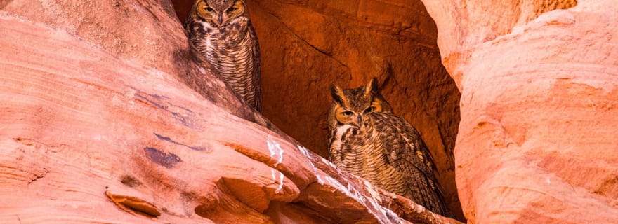 Page : Circuit dans le canyon de Rattlesnake et Owl Slot