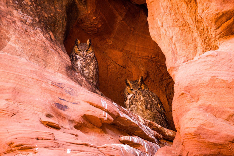 Page : Circuit dans le canyon de Rattlesnake et Owl Slot